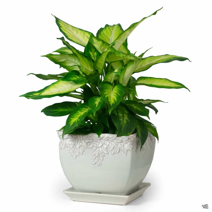 252-ivy-league-2.webp Ivy League