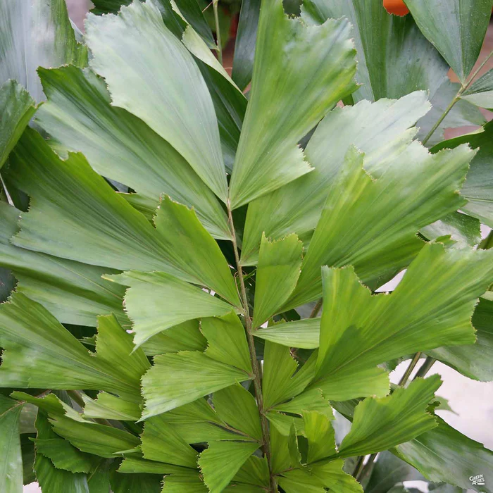 Fishtail Palm