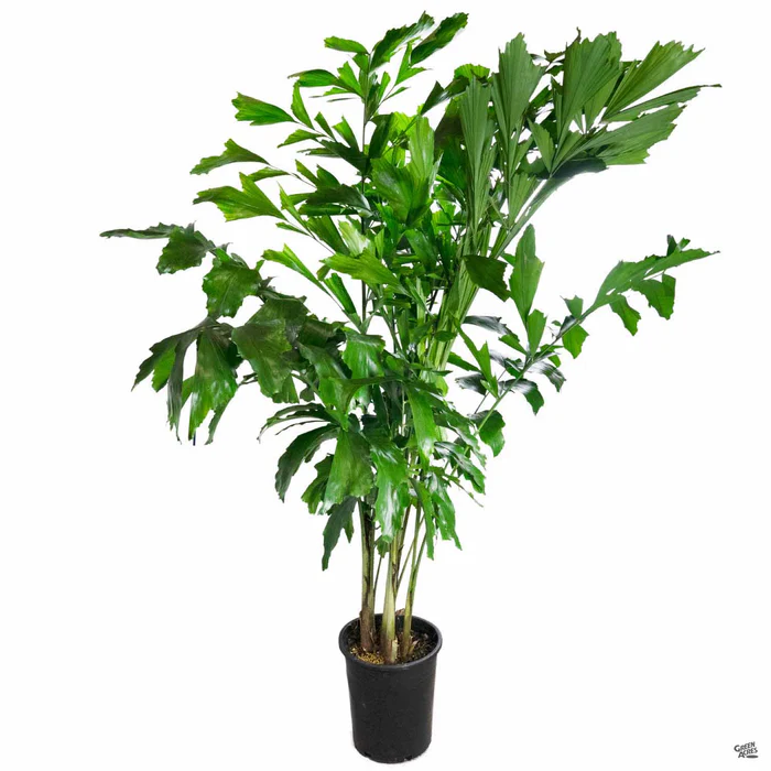 Fishtail Palm