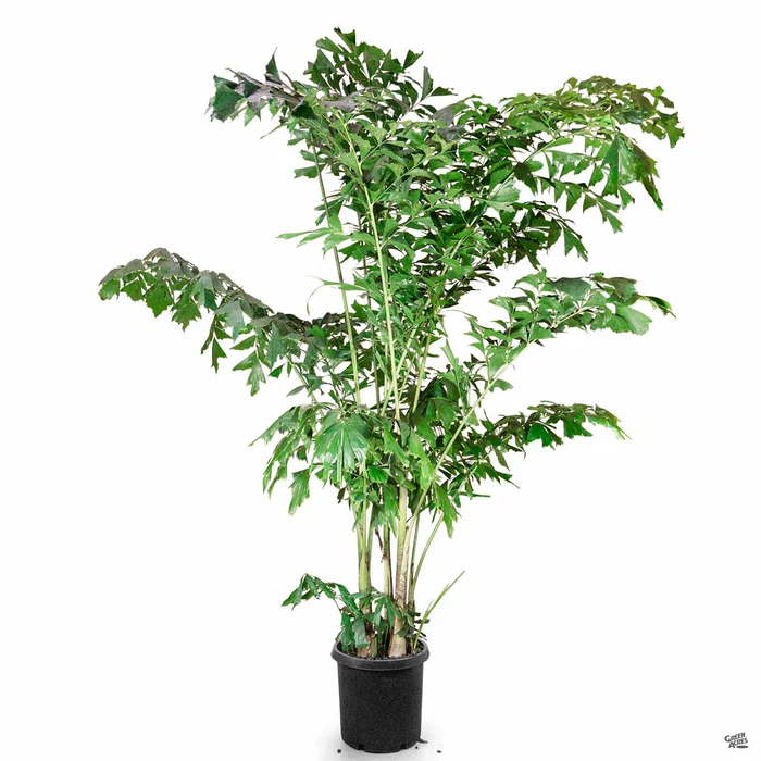 Fishtail Palm