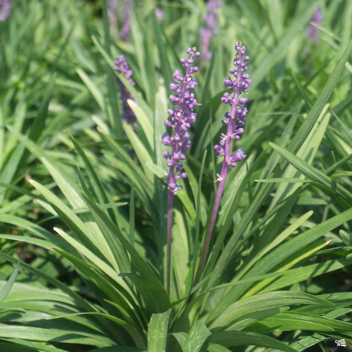 2523-lilyturf-royal-purple-1.webp Lilyturf 'Royal Purple'
