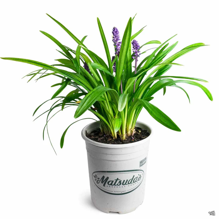 2523-lilyturf-royal-purple-2.webp Lilyturf 'Royal Purple'