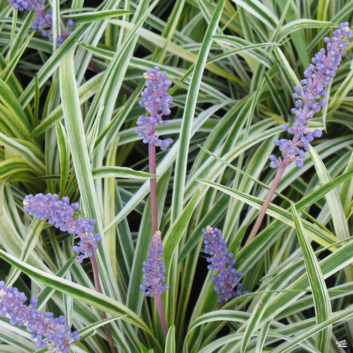 Variegated Lilyturf
