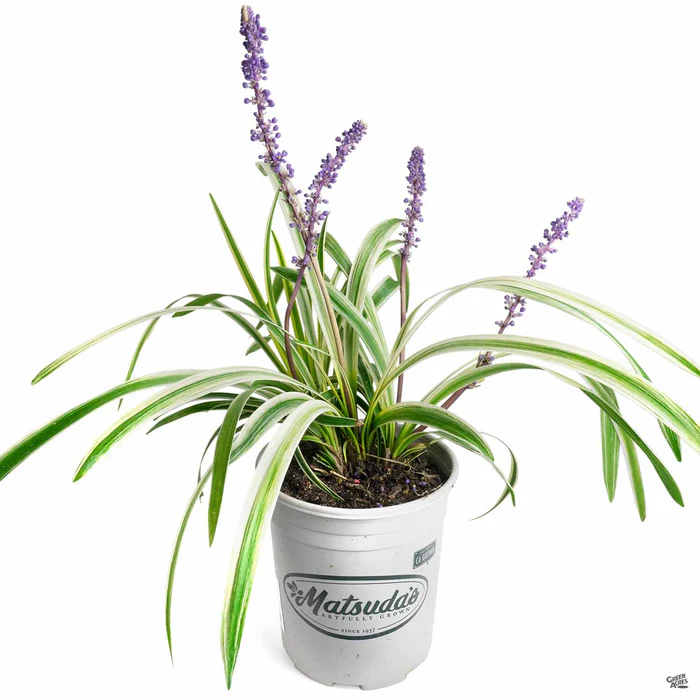 Variegated Lilyturf