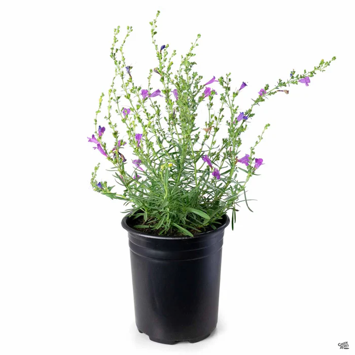 Foothill Penstemon 'Margarita BOP'
