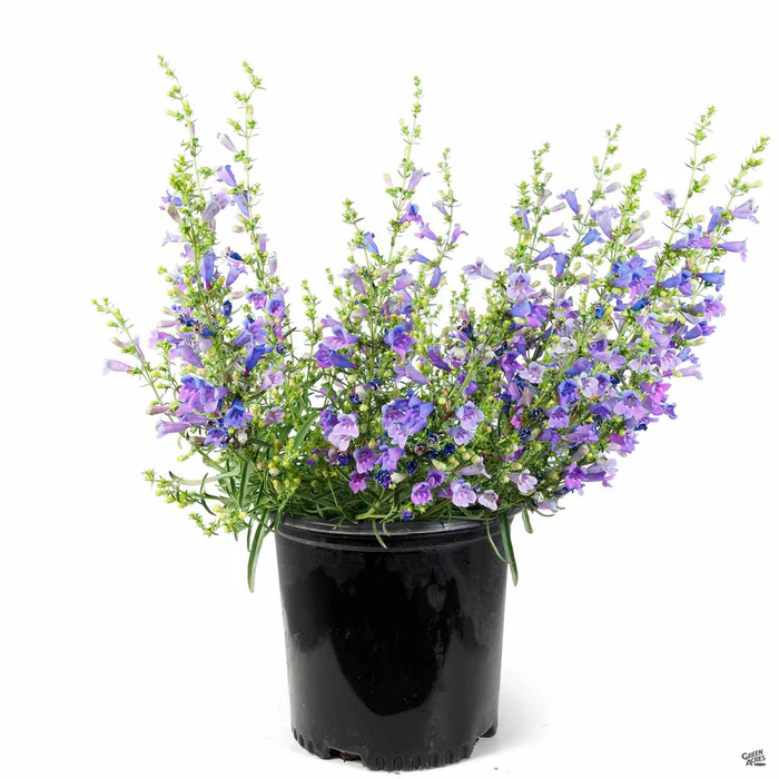 Foothill Penstemon 'Margarita BOP'