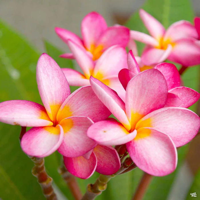 Tropical Plumeria