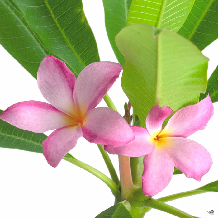 Tropical Plumeria