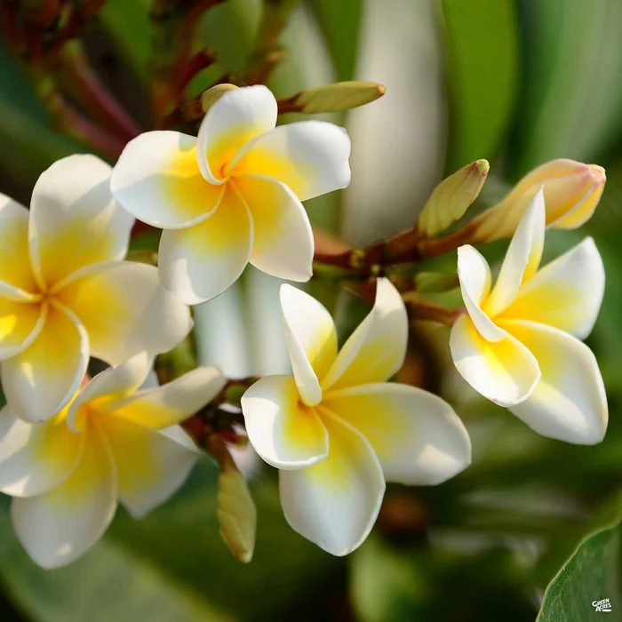 Tropical Plumeria