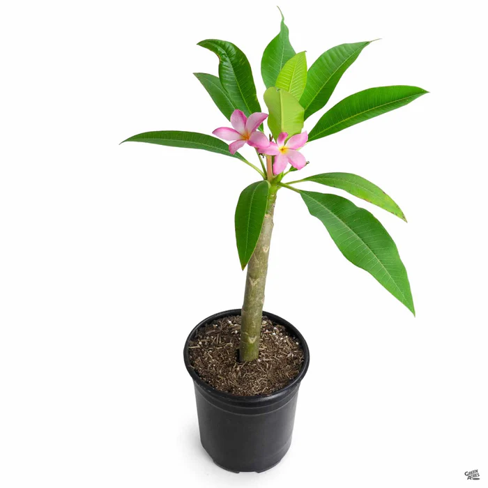 Tropical Plumeria