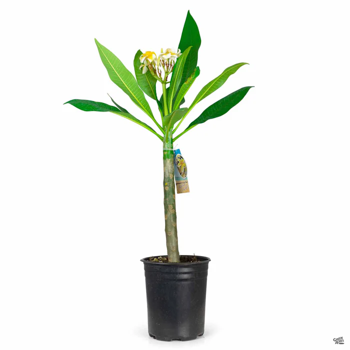 Tropical Plumeria