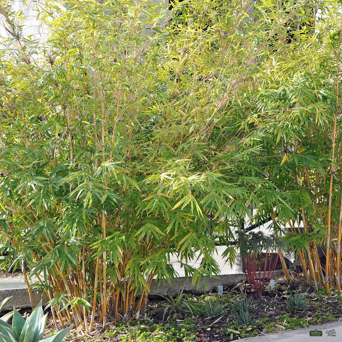 Bamboo 'Alphonse Karr'