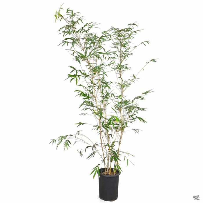 Bamboo 'Alphonse Karr'