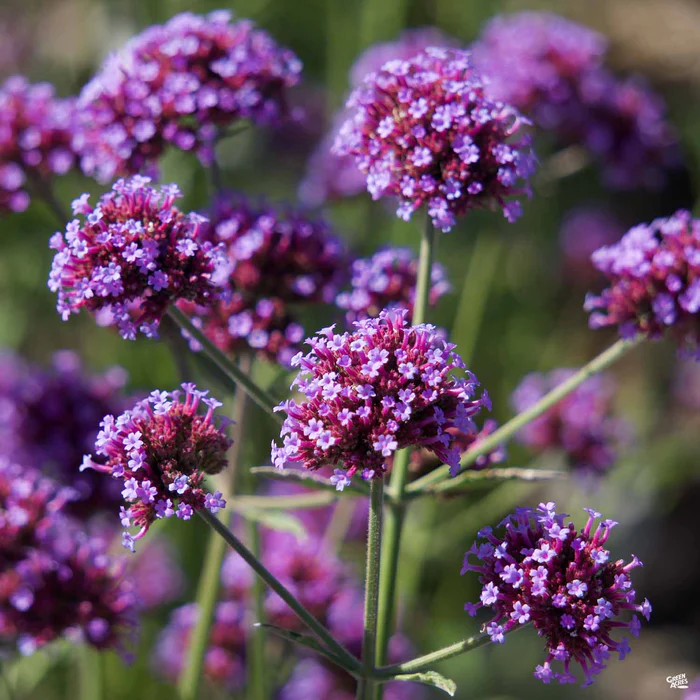 2530-tall-verbena-meteor-shower-1.webp Tall Verbena ‘Meteor Shower’