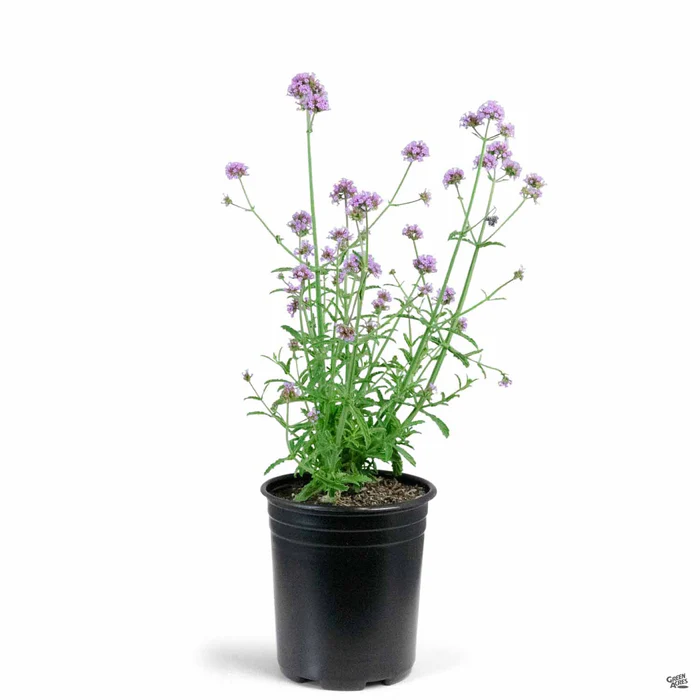 2530-tall-verbena-meteor-shower-2.webp Tall Verbena ‘Meteor Shower’