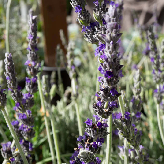 Lavender 'Goodwin Creek'
