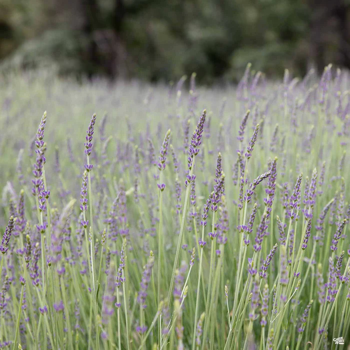 Lavender 'Grosso'