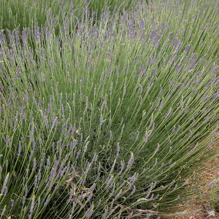 Lavender 'Grosso'