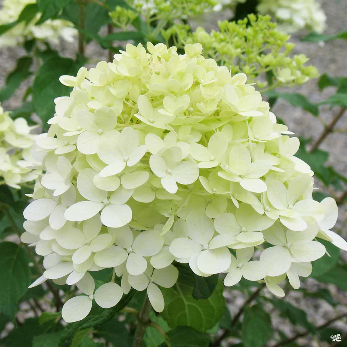 Limelight Prime Hydrangea