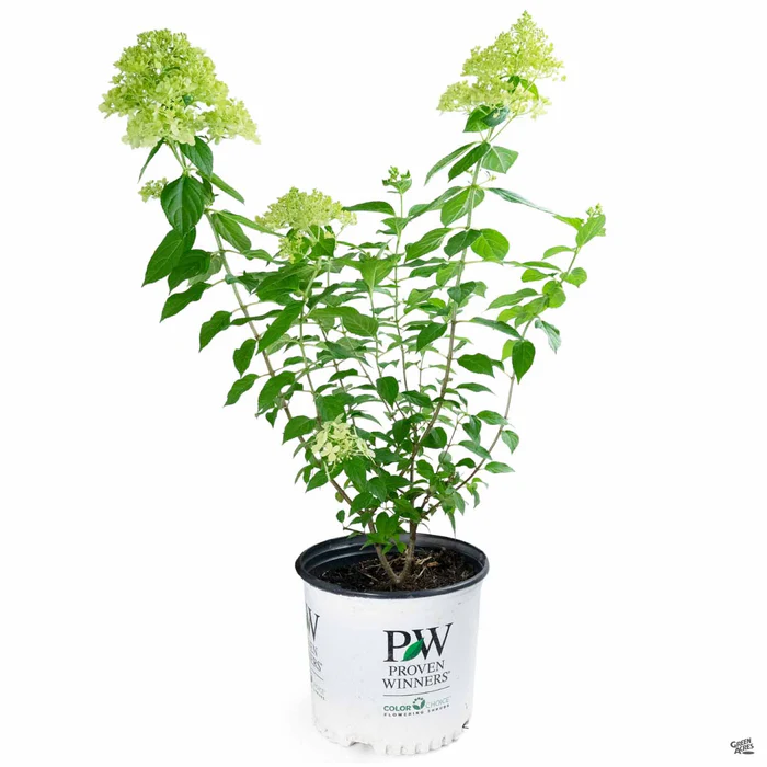 Limelight Prime Hydrangea