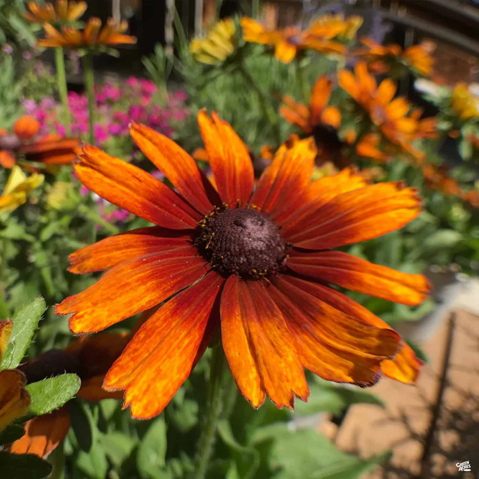 Echibeckia Summerina