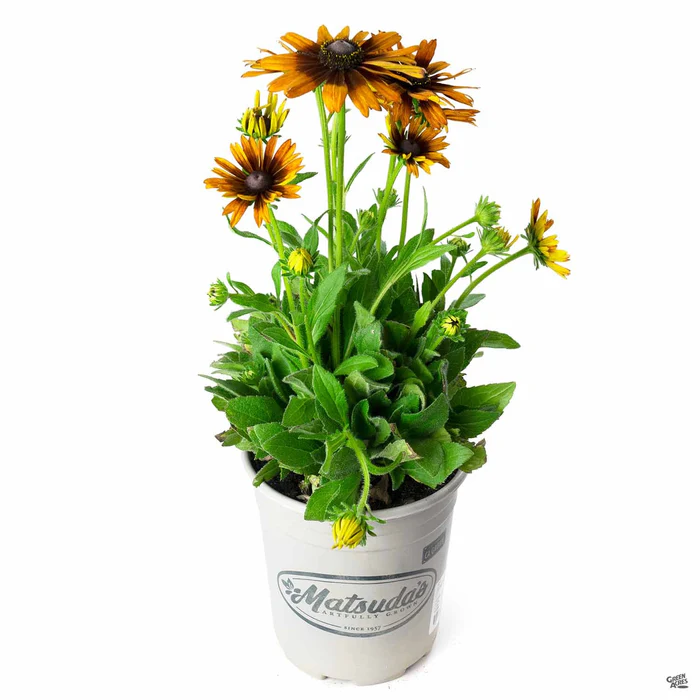 Echibeckia Summerina