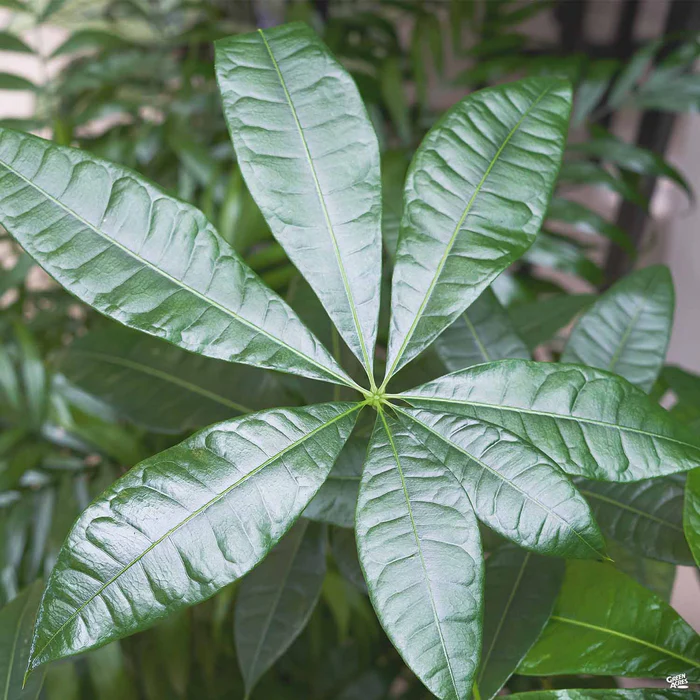 Money Tree