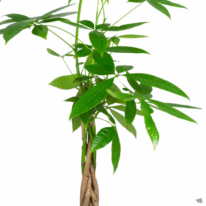 Money Tree