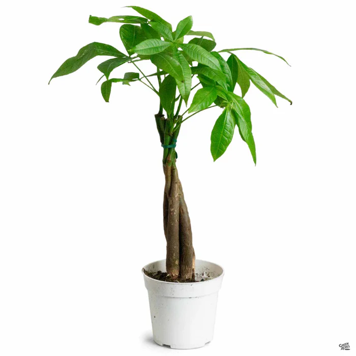 Money Tree
