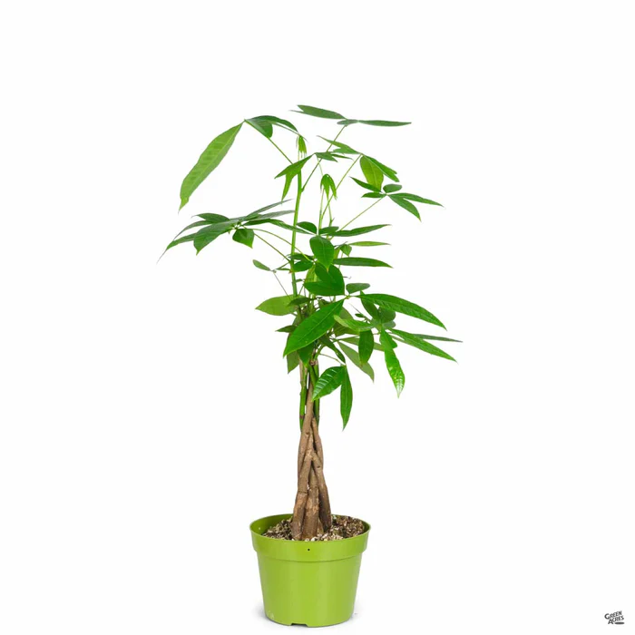 Money Tree