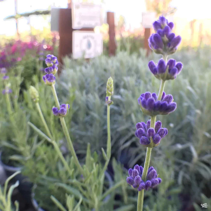 Lavender 'Hidcote'