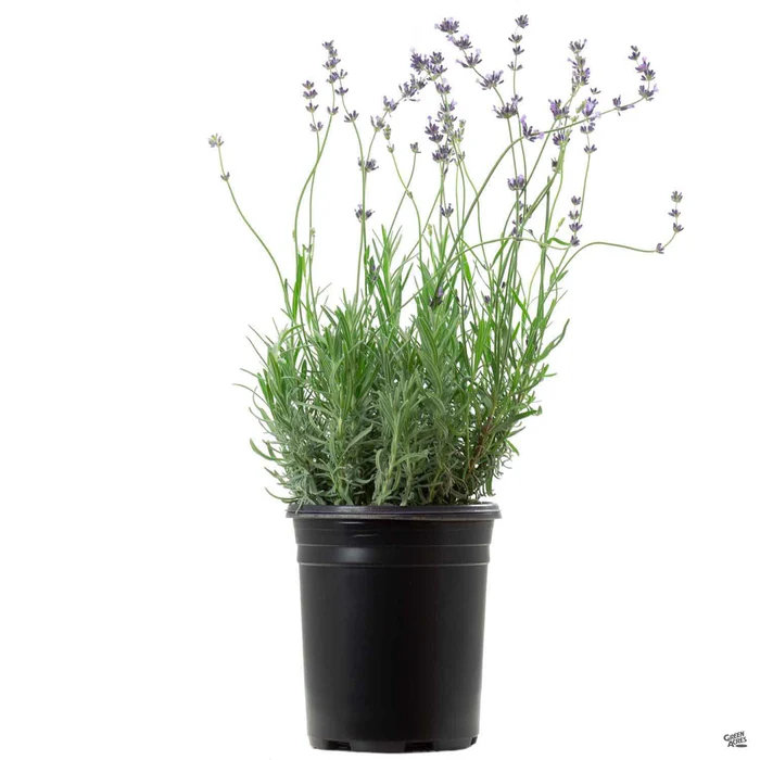 Lavender 'Hidcote'