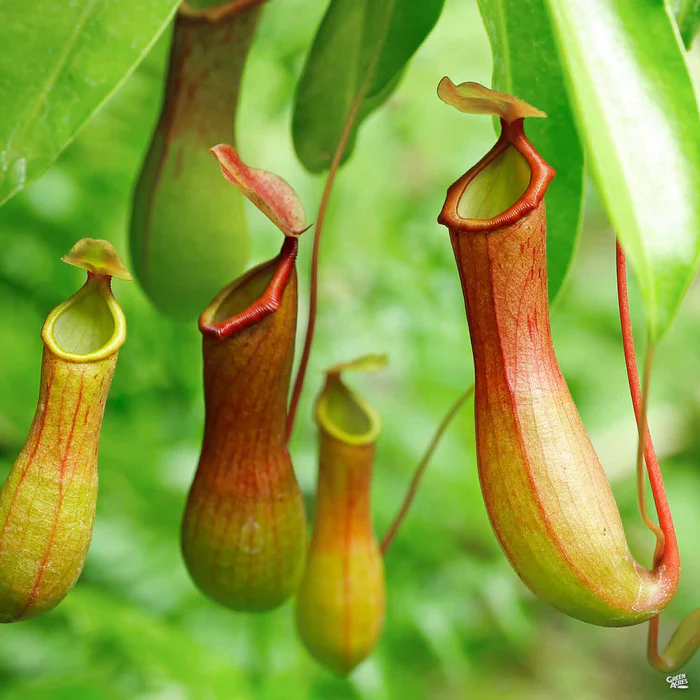2573-tropical-pitcher-plant-1.webp Tropical Pitcher Plant