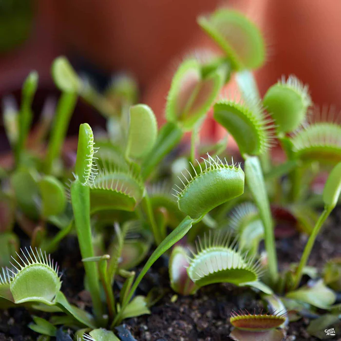 2574-venus-flytrap-1.webp Venus Flytrap