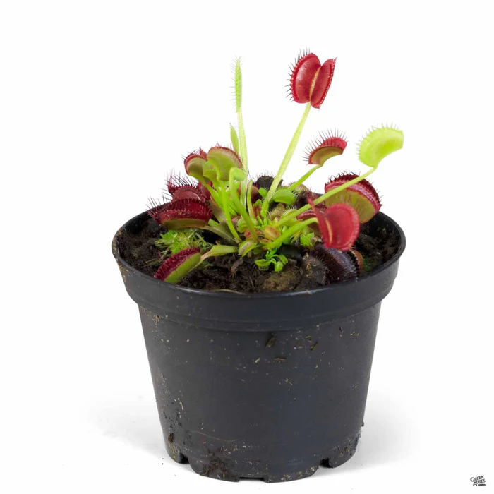 2574-venus-flytrap-2.webp Venus Flytrap