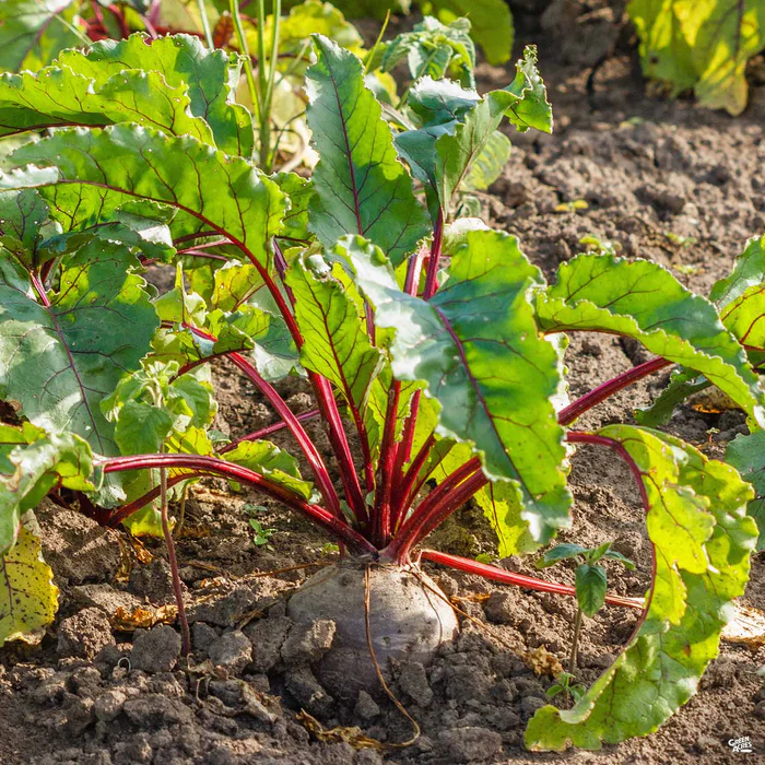 Beets