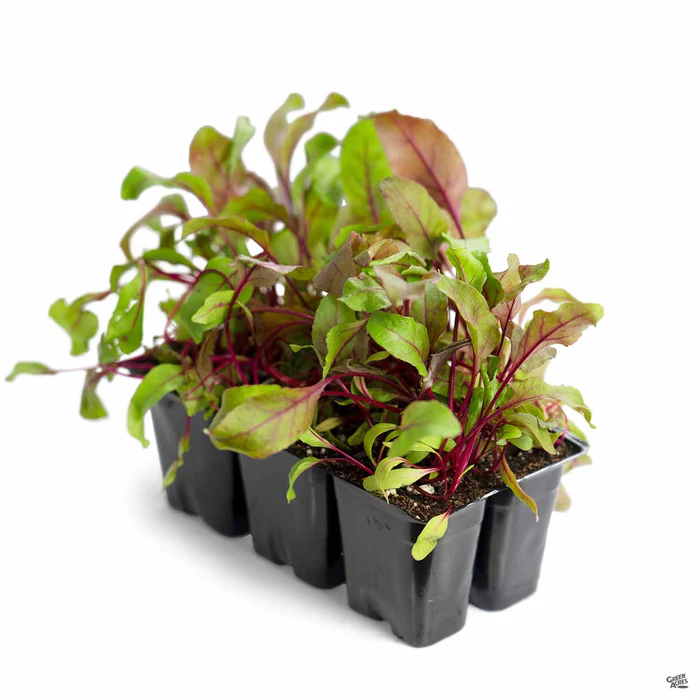 2577-beets-2.webp Beets
