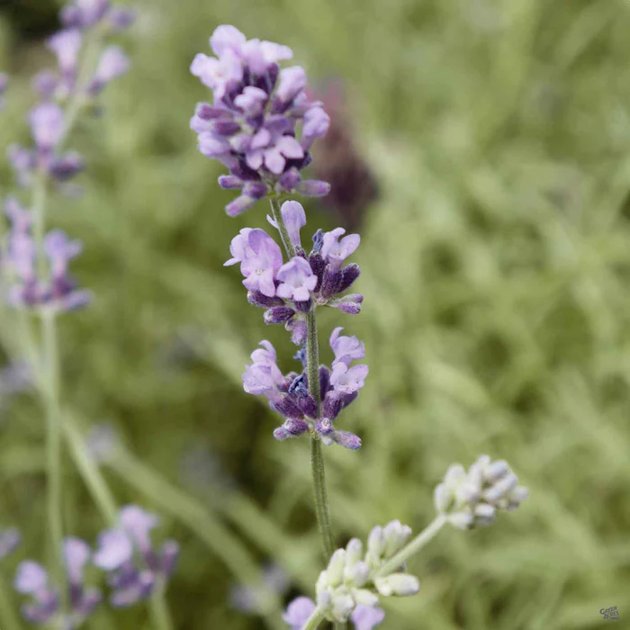 Lavender 'Munstead'