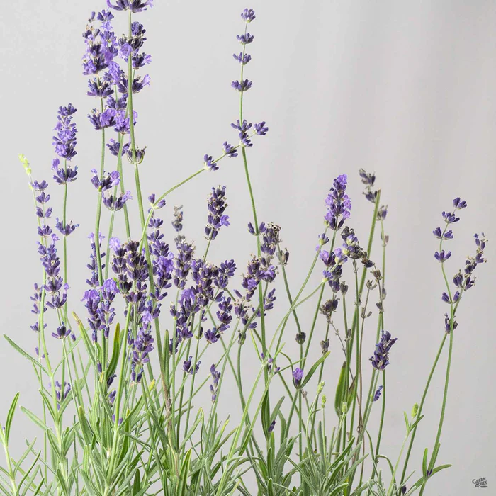 Lavender 'Munstead'