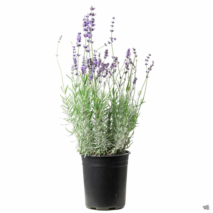 Lavender 'Munstead'
