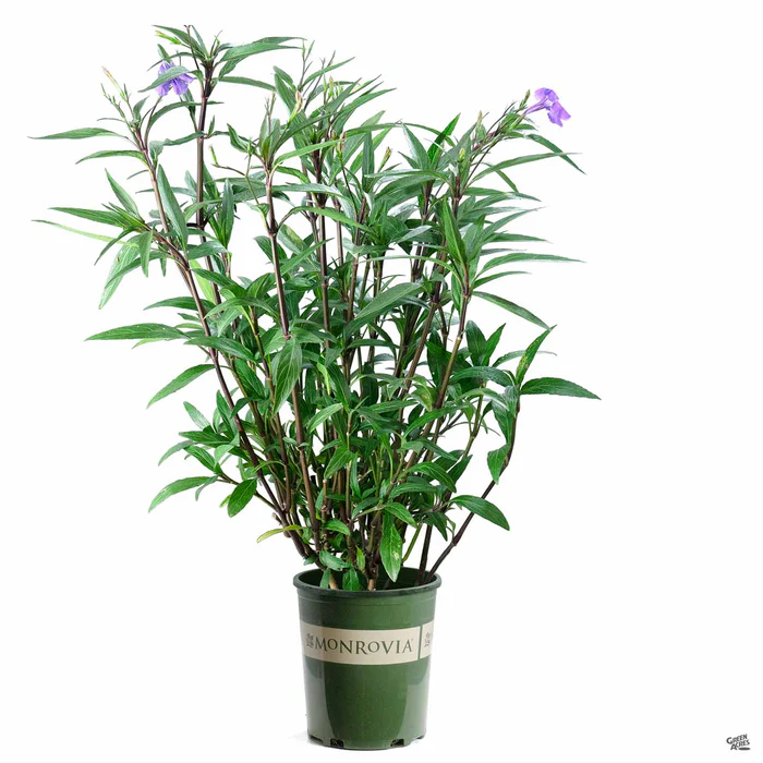 Mexican Petunia