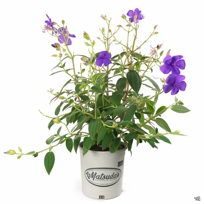 Princess Flower