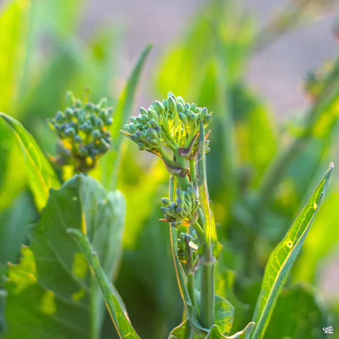 2585-broccoli-raab-zamboni-1.webp Broccoli 'Raab Zamboni'