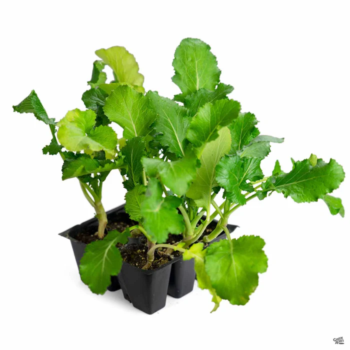 2585-broccoli-raab-zamboni-4.webp Broccoli 'Raab Zamboni'