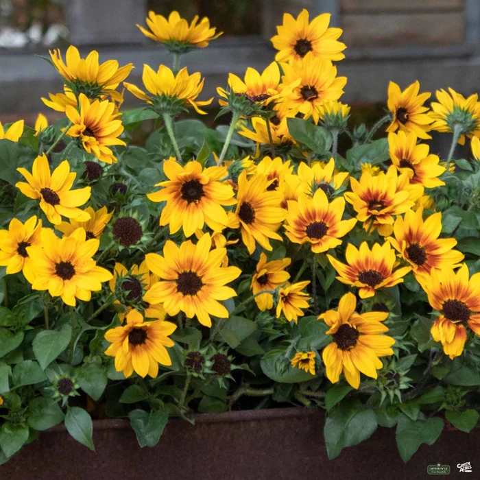 2588-sunbelievable-sunflower-1.webp SunBelievable Sunflower