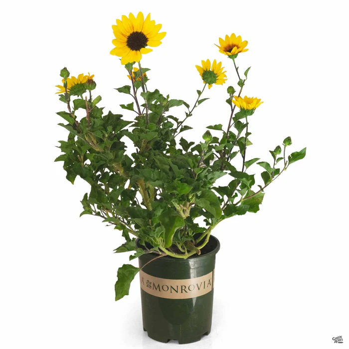 2588-sunbelievable-sunflower-2.webp SunBelievable Sunflower