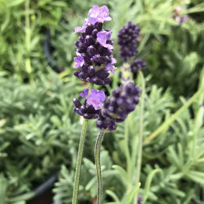 259-lavender-provence-1.webp Lavender 'Provence'