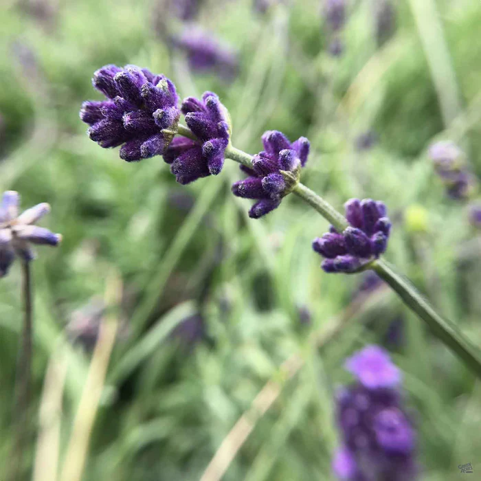 259-lavender-provence-2.webp Lavender 'Provence'