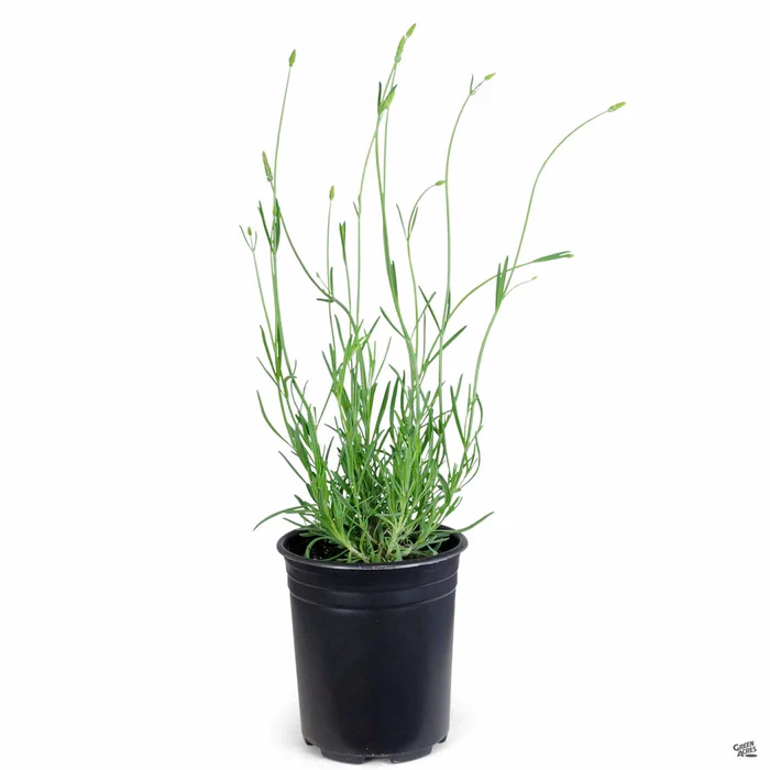 259-lavender-provence-3.webp Lavender 'Provence'