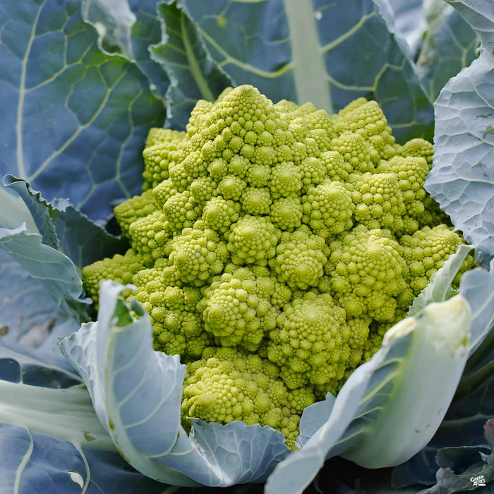 2591-broccoli-romanesco-1.webp Broccoli ‘Romanesco’